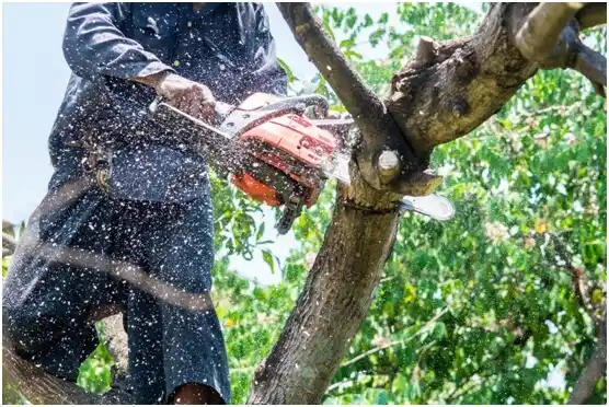 tree services Lyndhurst